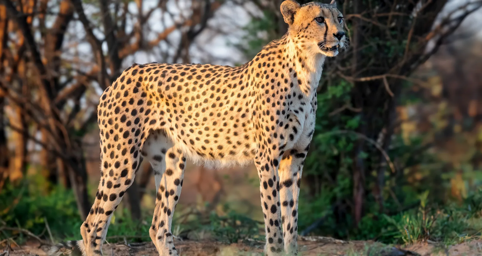 Male cheetah facing left in South Africa.jpg
