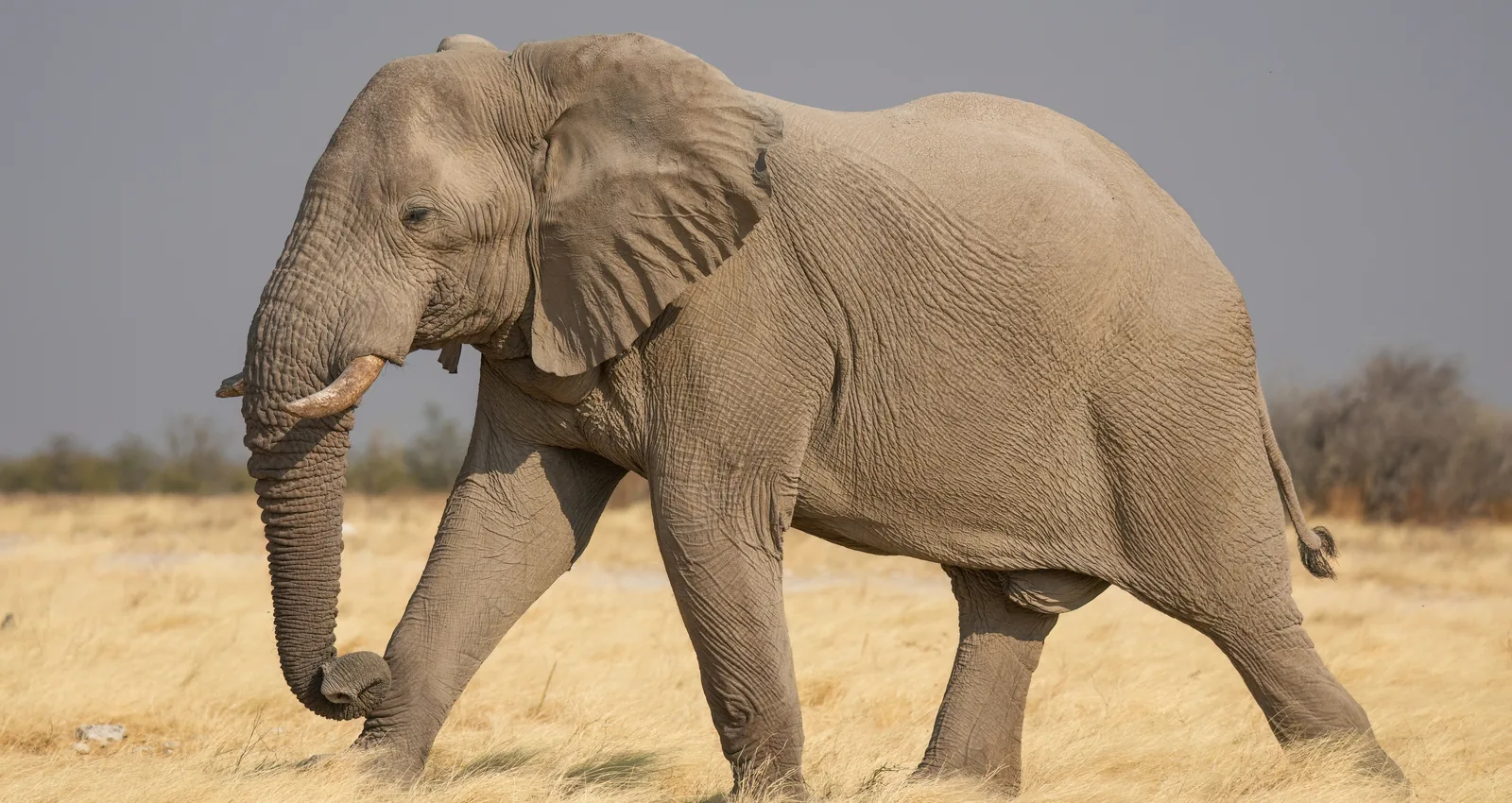 Amboseli, Tsavo and Diani