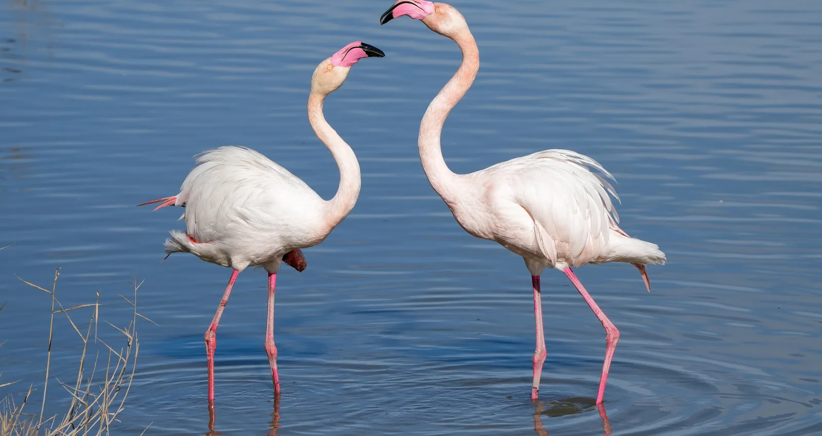 010 Greater flamingos male and female in the Camargue during mating season Photo by Giles Laurent.jpg