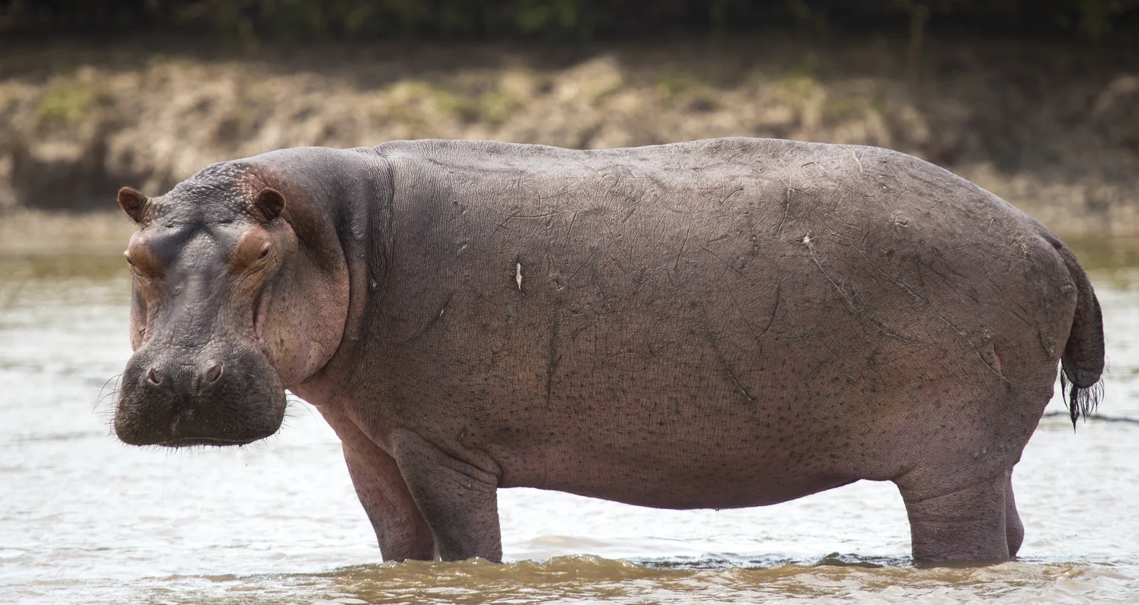 Portrait Hippopotamus in the water.jpg