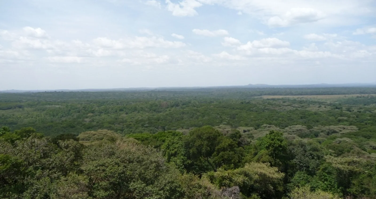 Kakamega forest view.jpg