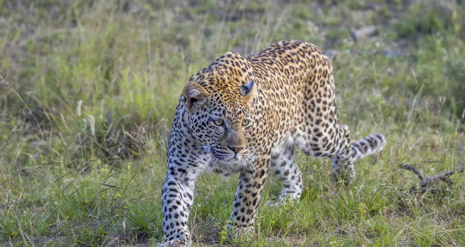 Leopard (Panthera pardus pardus) Kruger.jpg