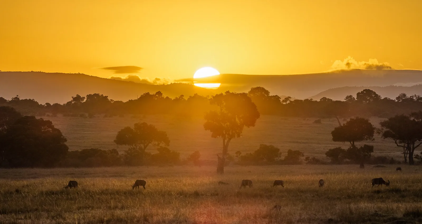 Kenya Safaris