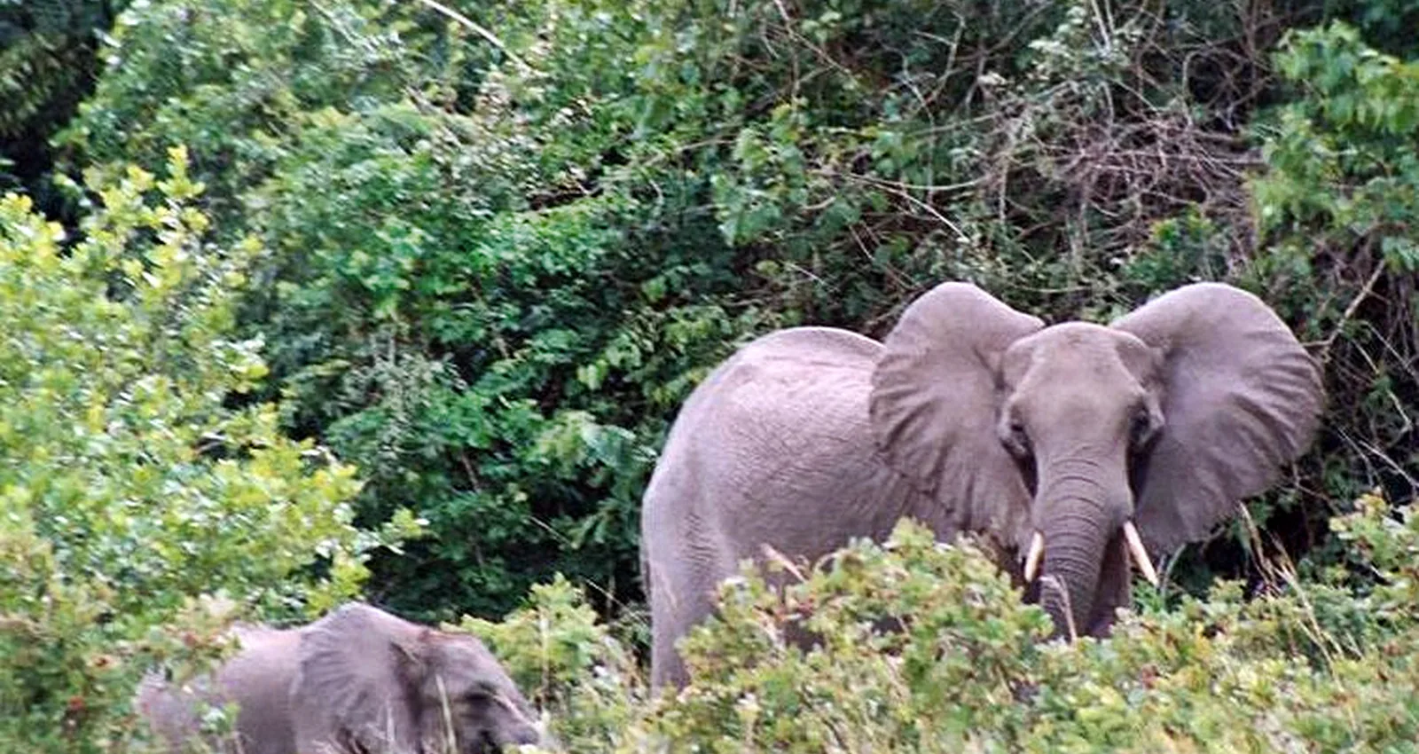 Elephants at shimba.jpg