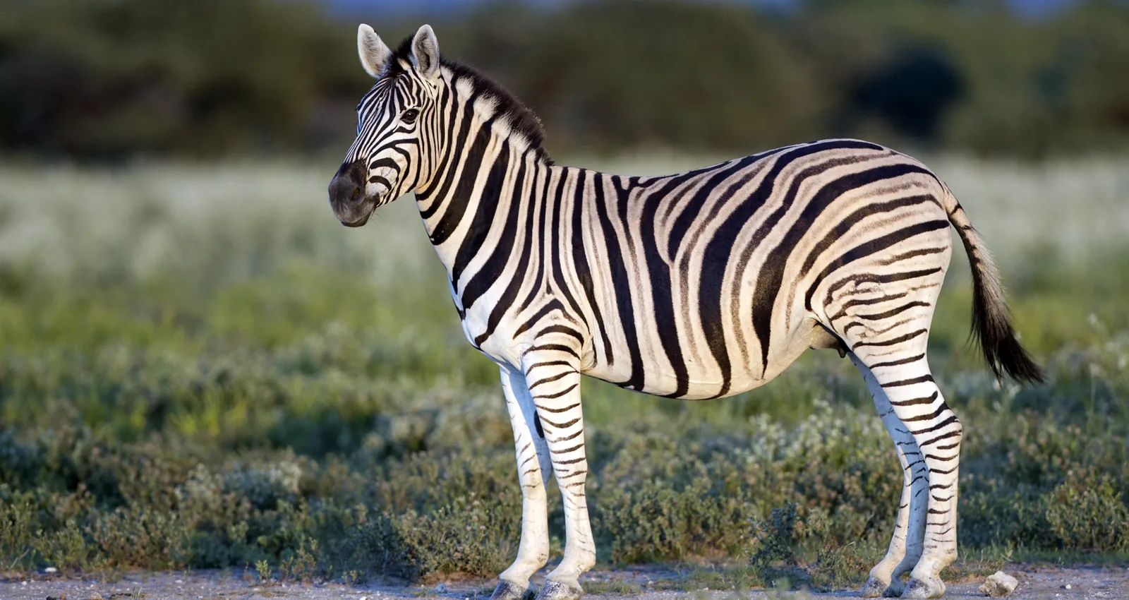 3-Day Maasai Mara Safari