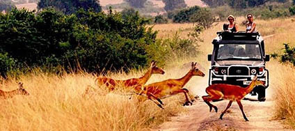 Uganda safaris