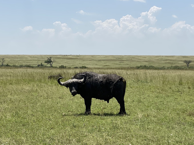 Maasai Mara April