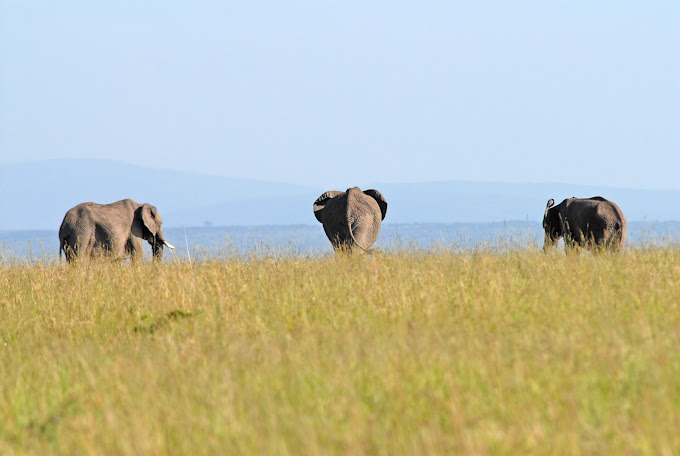 Baby Elephant in Maasai Mara