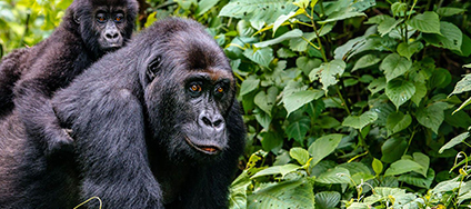 Rwanda Safaris