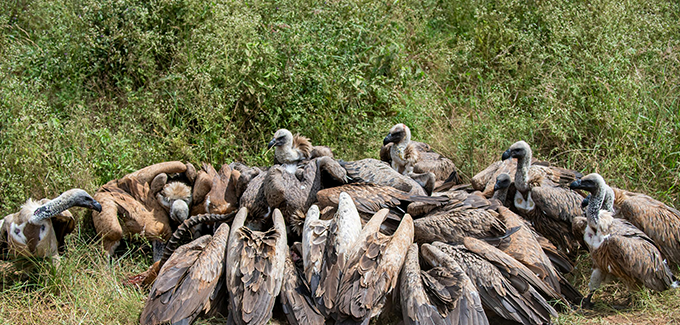 ten days tour safari in kenya