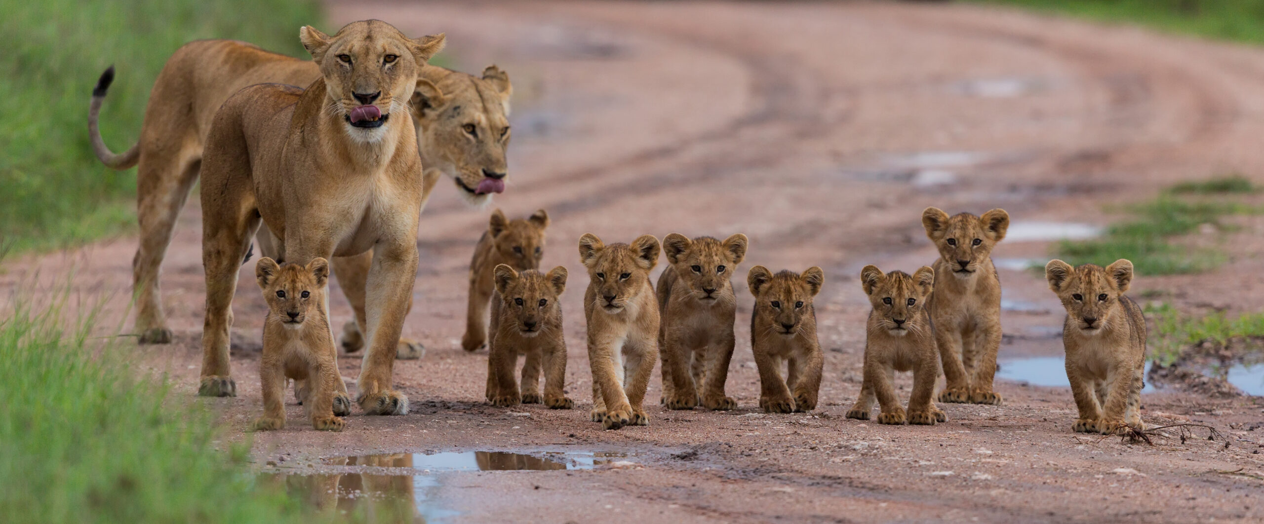 Zimbabwe Safaris