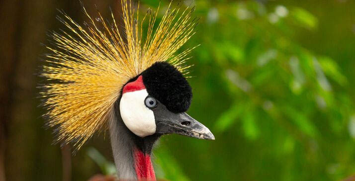 Kenya Safari