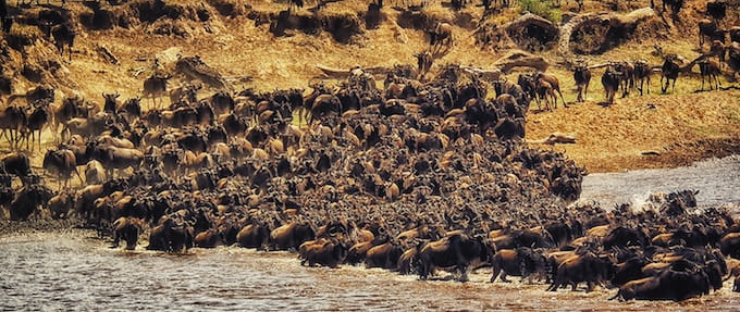 Kenya Parks Wildlife