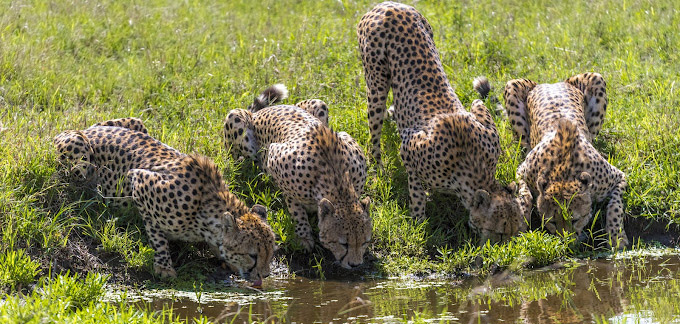 ten days tour safari in kenya