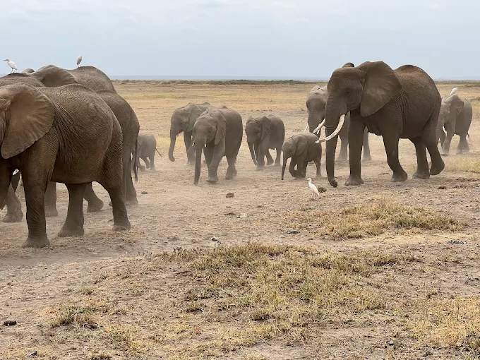 Elephants in Amboseli with Mount Kilimanjaro