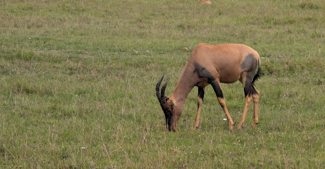Kenya Safari Adventures