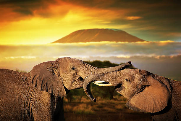 Kilimanjaro Sunset View