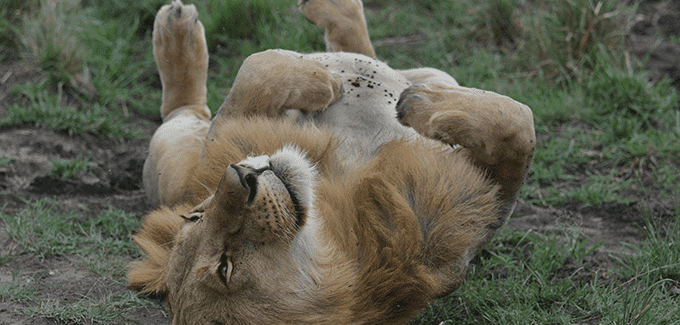 ten days tour safari in kenya