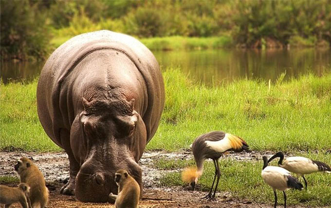 Tsavo National Park